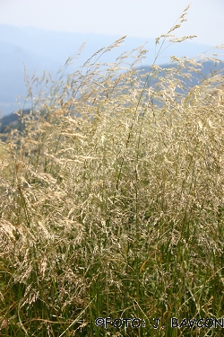 Deschampsia caespitosa