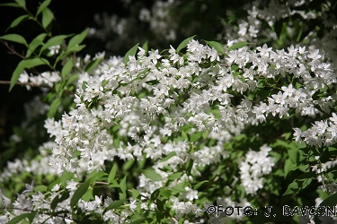 Deutzia gracilis