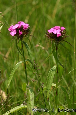 Dianthus barbatus