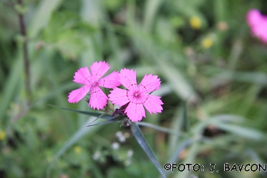 Dianthus carthusianorum