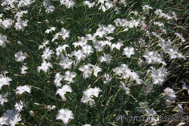 Dianthus diffusus