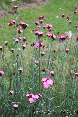 Dianthus giganteus