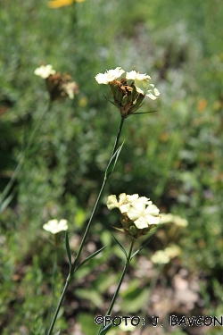 Dianthus knappii