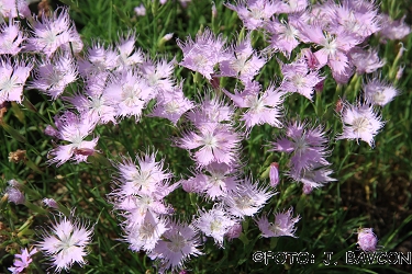 Dianthus sternbergii