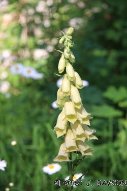 Digitalis grandiflora