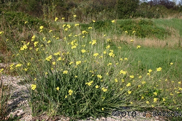 Diplotaxis tenuifolia