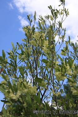 Dodonaea viscosa