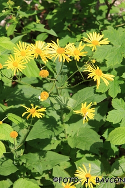 Doronicum austriacum