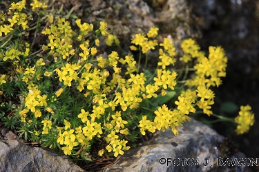 Draba aizoides