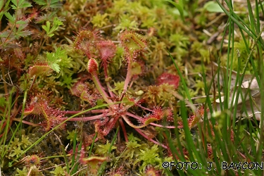 Drosera rotundifolia