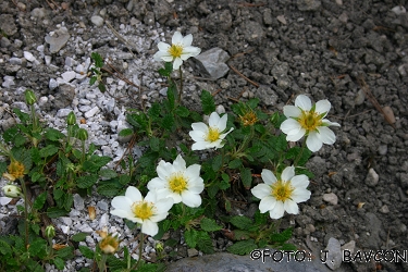 Dryas octopetala