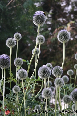 Echinops exaltatus