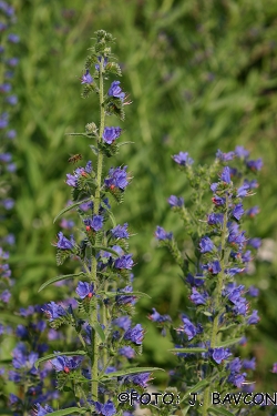 Echium vulgare