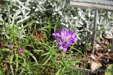 Edraianthus dalmaticus