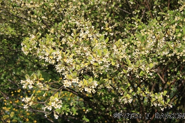 Elaeagnus multiflora