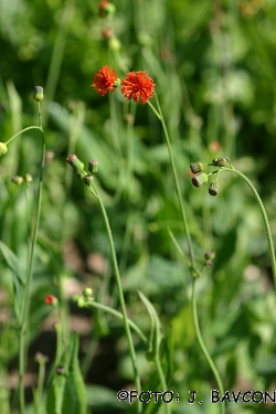 Emilia coccinea