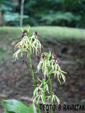 Encyclia cochleata