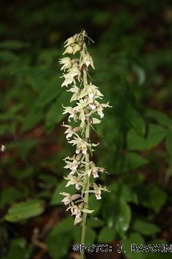 Epipactis helleborine