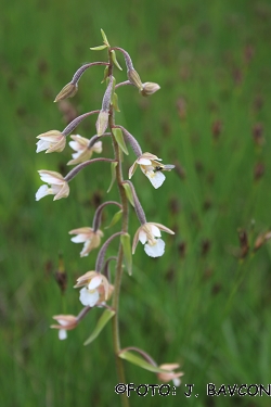 Epipactis palustris