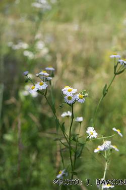 Erigeron annuus