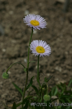 Erigeron glabratus