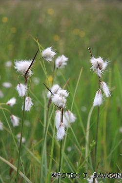 Eriophorum angustifolium