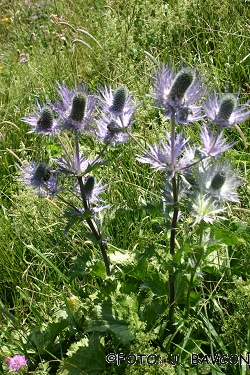 Eryngium alpinum