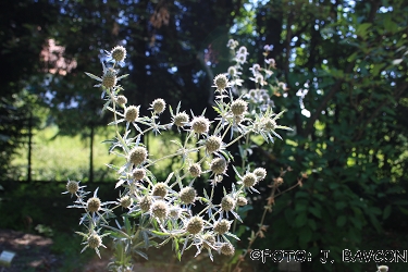 Eryngium planum