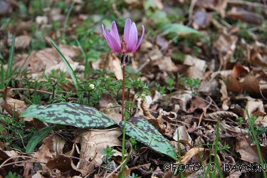 Erythronium dens-canis