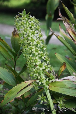 Eucomis bicolor