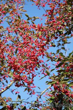 Euonymus europaeus