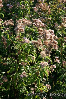 Eupatorium cannabinum