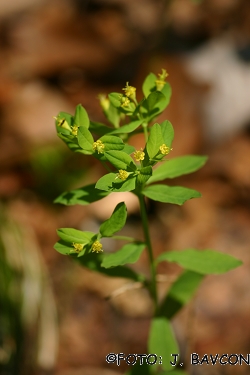 Euphorbia carniolica
