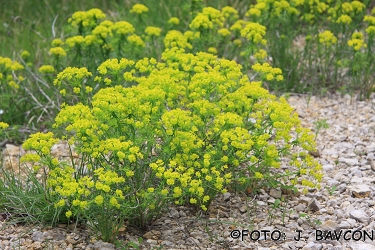 Euphorbia cyparissias