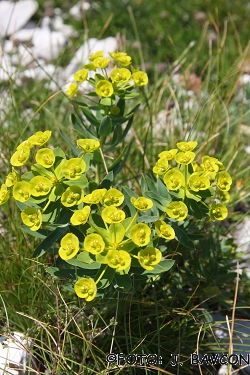 Euphorbia nicaeensis