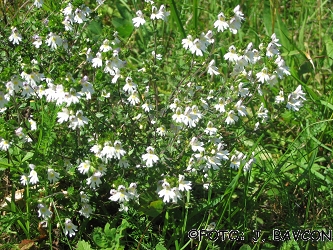 Euphrasia rostkoviana