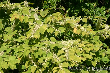 Fallopia japonica