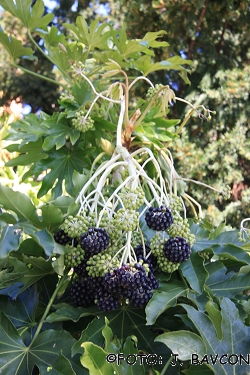 Fatsia japonica