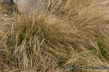 Festuca bosniaca