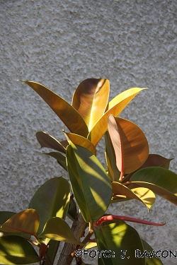 Ficus rubiginosa