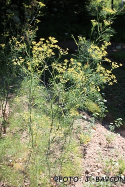 Foeniculum vulgare