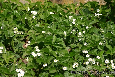 Fragaria vesca