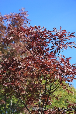 Fraxinus ornus