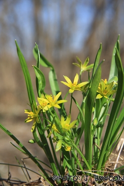 Gagea lutea