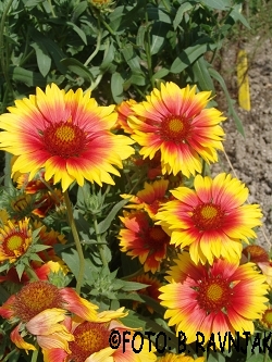 Gaillardia pulchella