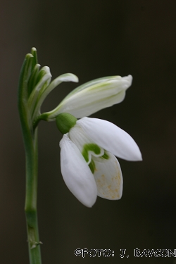 Galanthus nivalis 'Čopek'