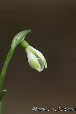 Galanthus nivalis 'Šentvid'