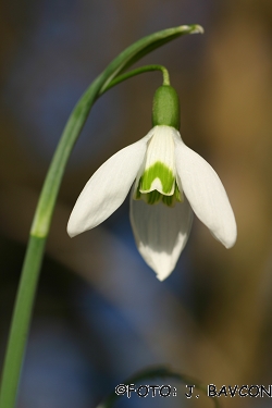 Galanthus nivalis 'Šotor'