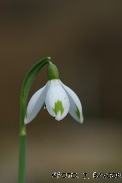 Galanthus nivalis 'Žabica'