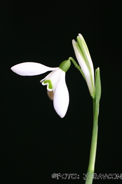 Galanthus nivalis 'Beli Zajček'